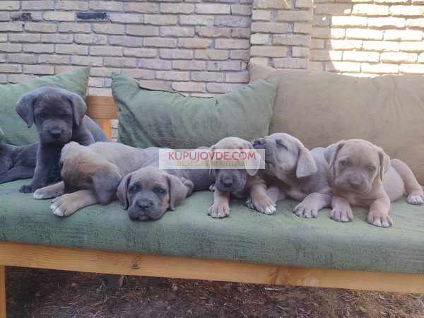 Cane Corso ( Kane Korso ) vrhunski štenci