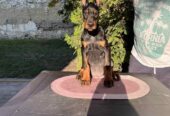 DOBERMAN štenci