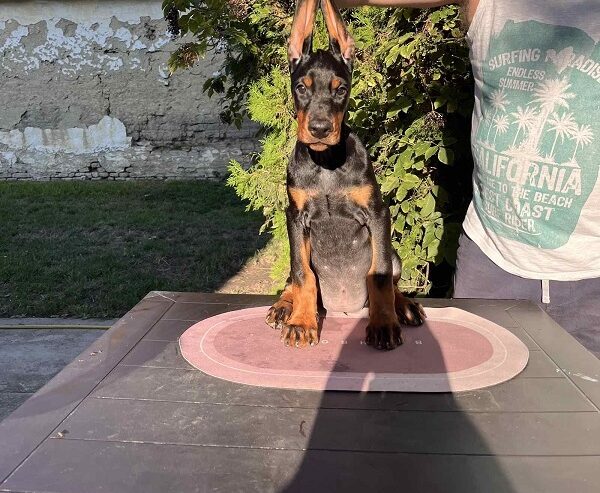 DOBERMAN štenci