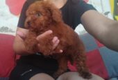Crvena TOY PUDLA, prelepi stenci