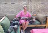 Cane Corso ( Kane Korso ) vrhunski štenci
