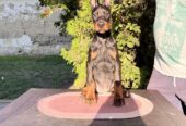DOBERMAN štenci