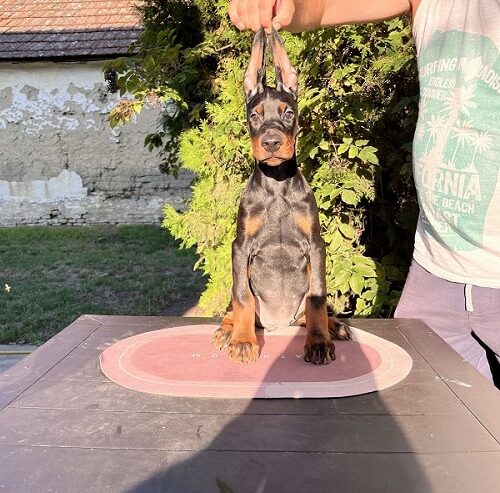 DOBERMAN štenci