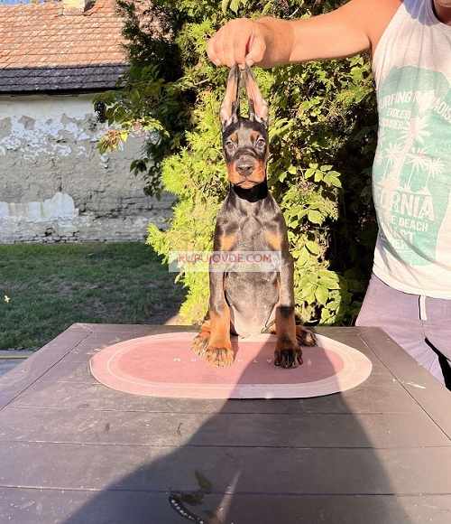 DOBERMAN štenci