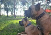 Cane Corso ( Kane Korso ) vrhunski štenci