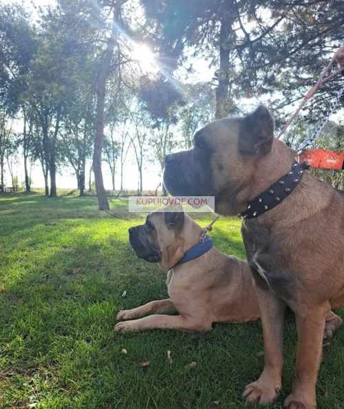 Cane Corso ( Kane Korso ) vrhunski štenci