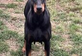 DOBERMAN štenci
