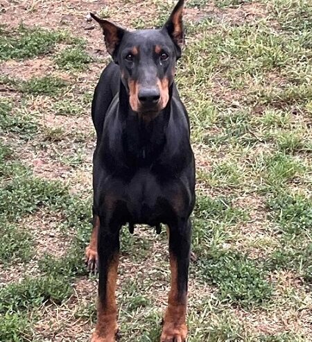 DOBERMAN štenci