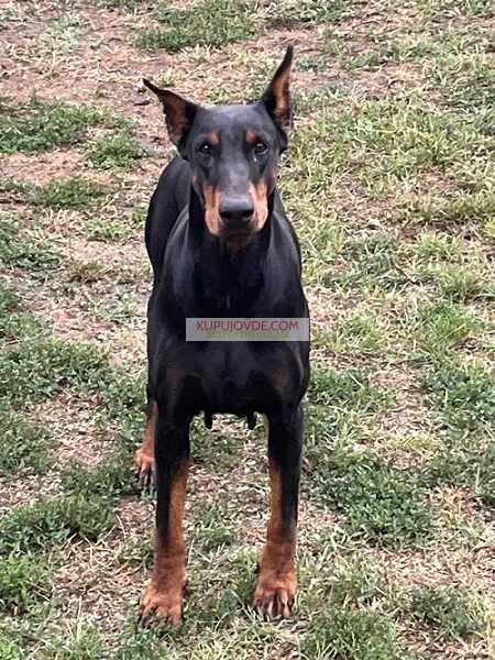 DOBERMAN štenci