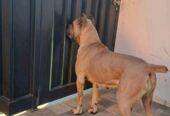 Cane Corso ( Kane Korso ) vrhunski štenci