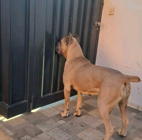 Cane Corso ( Kane Korso ) vrhunski štenci