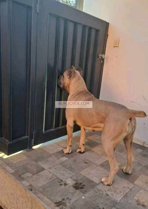 Cane Corso ( Kane Korso ) vrhunski štenci
