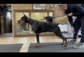 DOBERMAN štenci
