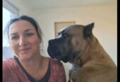 Cane Corso ( Kane Korso ) vrhunski štenci