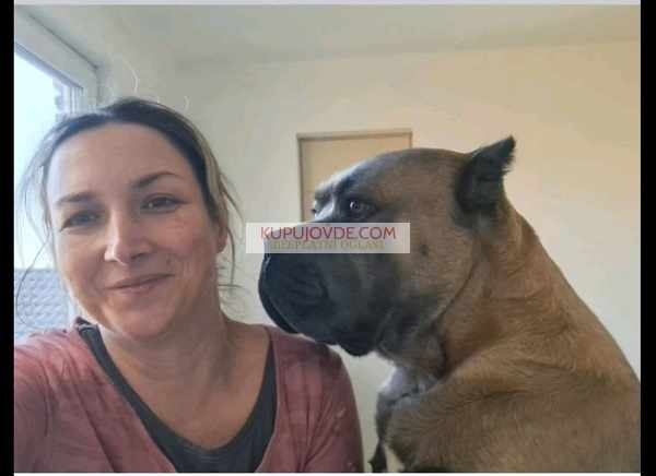 Cane Corso ( Kane Korso ) vrhunski štenci