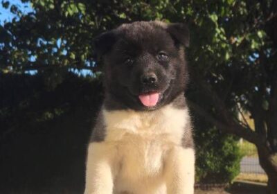 akita-01