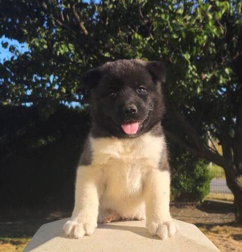 Američka Akita, prelepi štenci