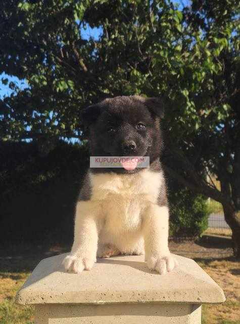 Američka Akita, prelepi štenci