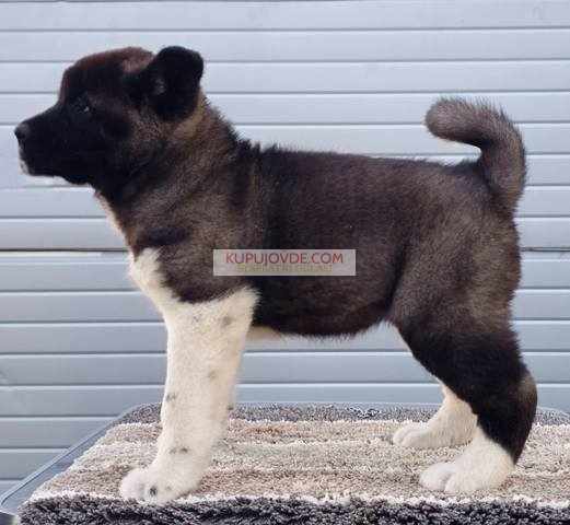 Američka Akita, prelepi štenci