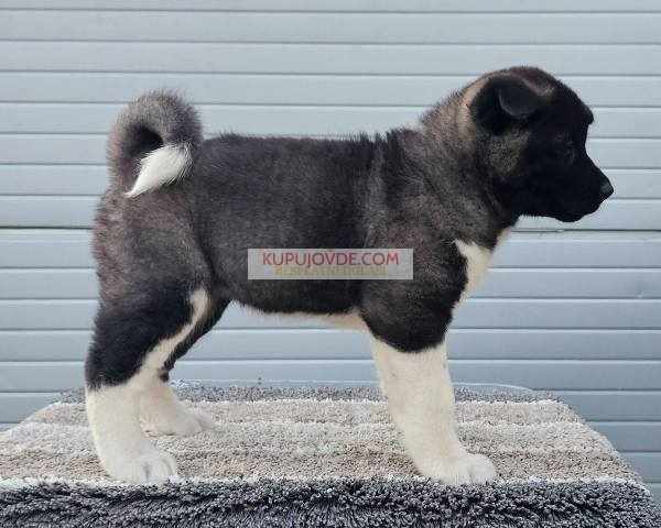 Američka Akita, prelepi štenci