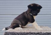 Američka Akita, prelepi štenci