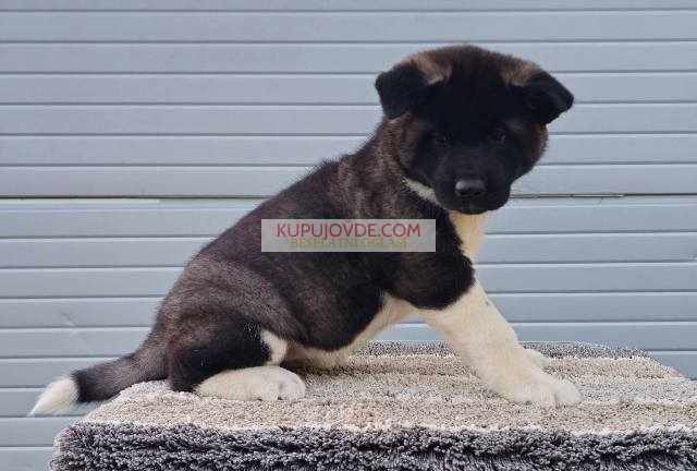 Američka Akita, prelepi štenci