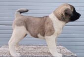 Američka Akita, prelepi štenci