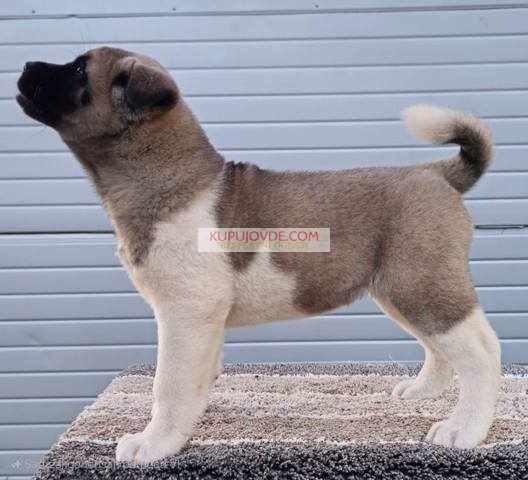 Američka Akita, prelepi štenci
