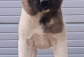 Američka Akita, prelepi štenci