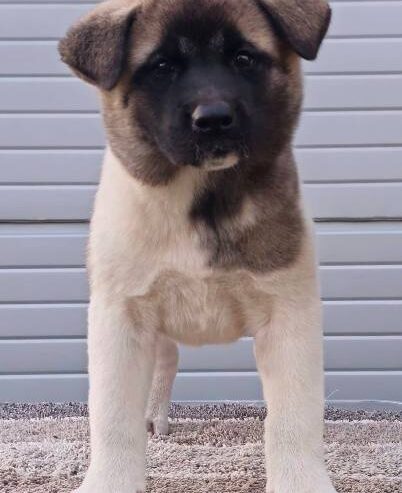 Američka Akita, prelepi štenci