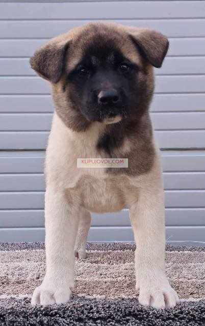 Američka Akita, prelepi štenci